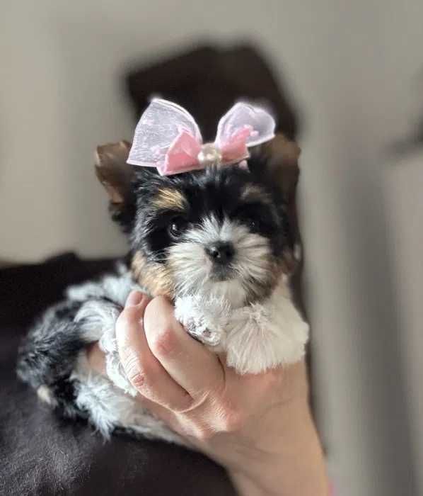 Biewer Terrier femea