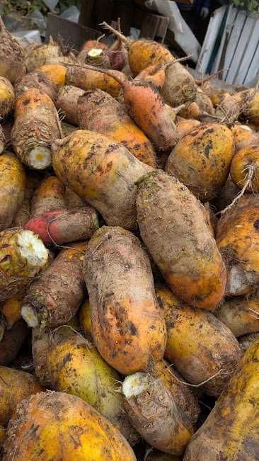 Жовтий кормовий буряк