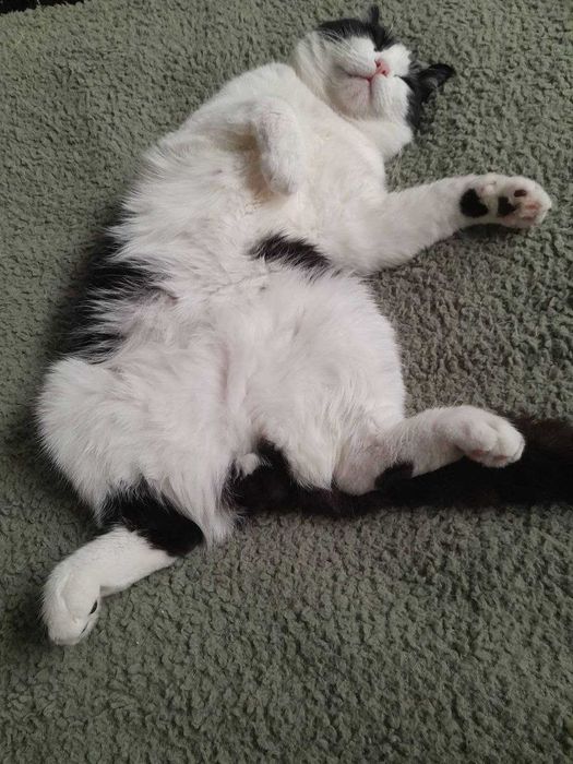 Котик Хлопчик Безкоштовно