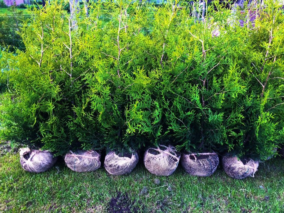 WIOSENNA PROMOCJA !! Tuja Tuje Brabant 160-170 cm Sadzenie