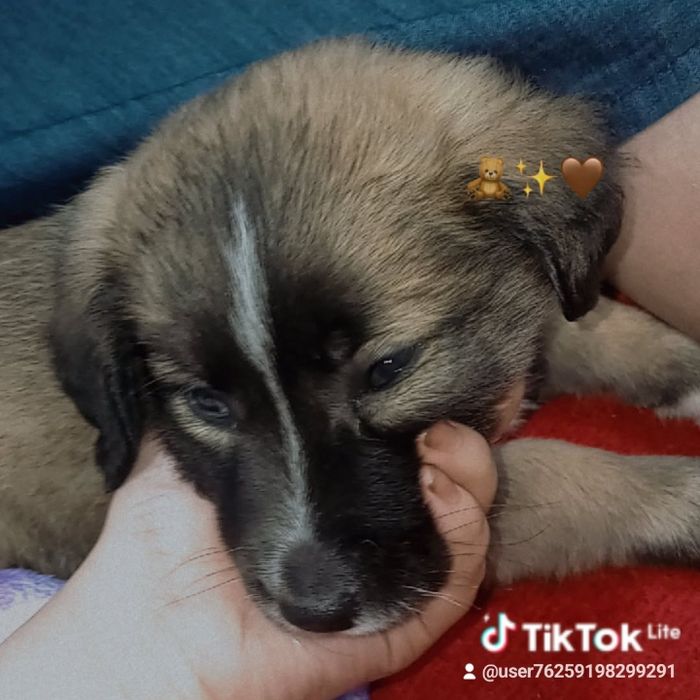 Отдам щенка в добрые руки