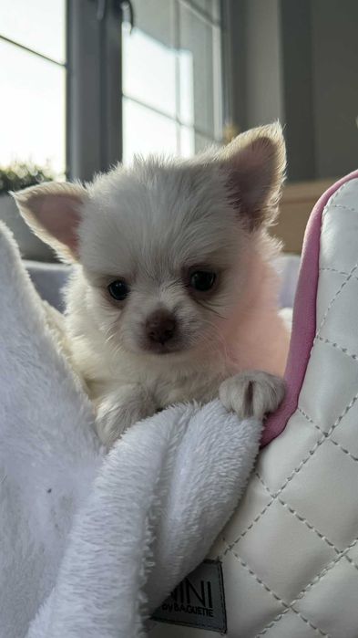 Piesek Chihuahua z Rodowodem Biel&Cream do 2kg