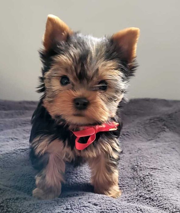 York yorki yorkshire terrier szczeniak szczeniaczek sunia