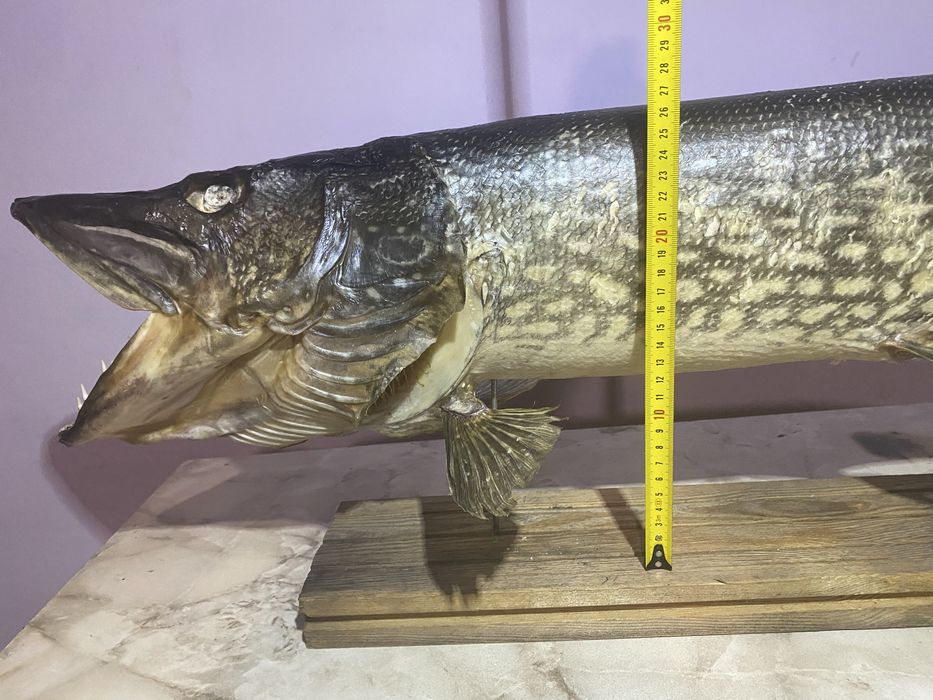Чучело трофейної щуки
