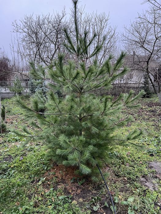 Сосна веймутова 3 м