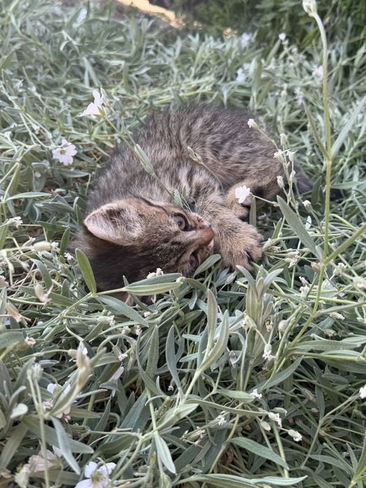 Кошенятно віддамо в добрі руки терміново