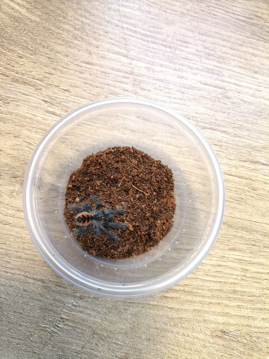 L1 Pamphobeteus sp magnenegra