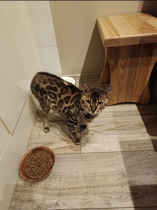 Bengalski kocurek