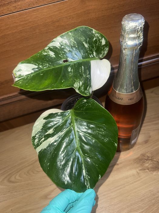 Монстера Мінт  ( Мʼятна )