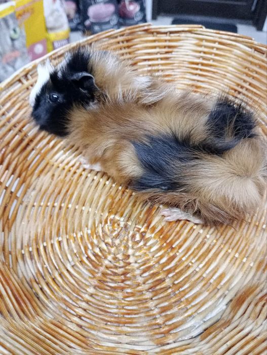 Świnki morskie: texel, rozetka, gładkowłosa. Sklep Zoologiczny