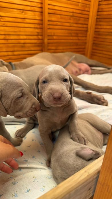 Weimaraner com lop