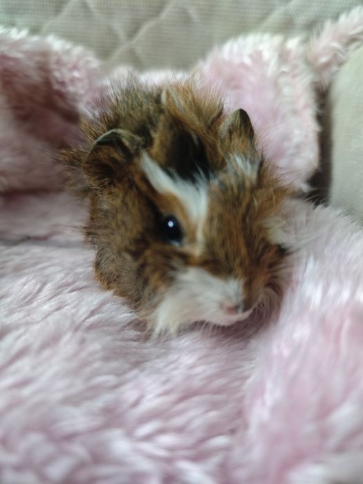 Świnka morska samiec