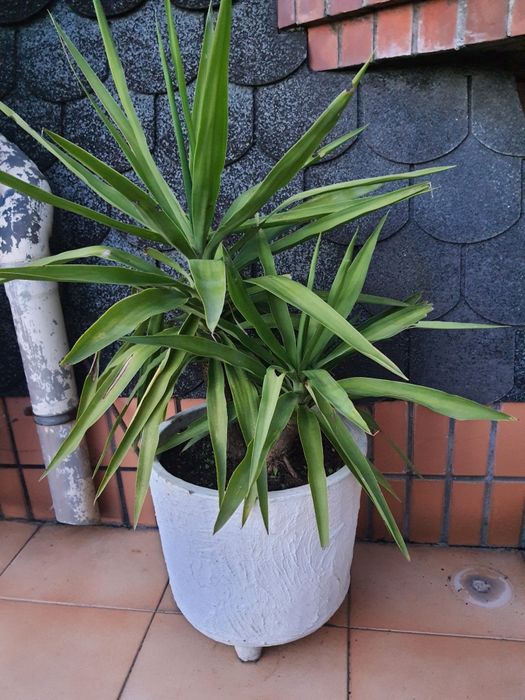 Plantas em vasos de barro e floreiras