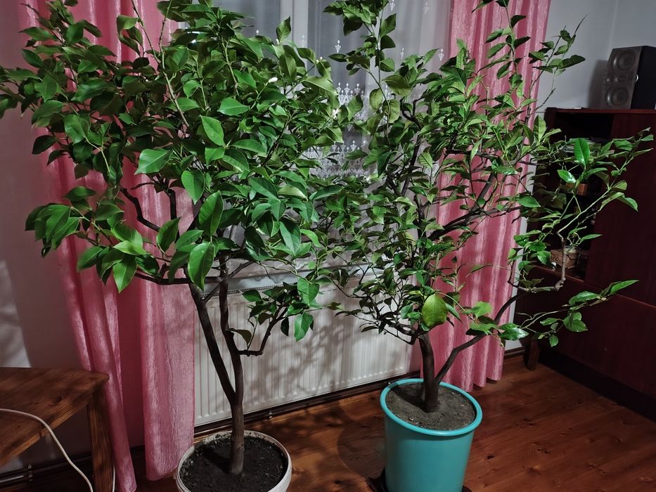 Дерево лимона у горщику .