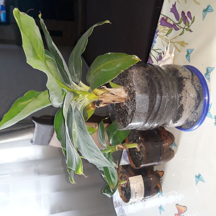 Продам банан комнатный киевский супер карлик плодоносящий