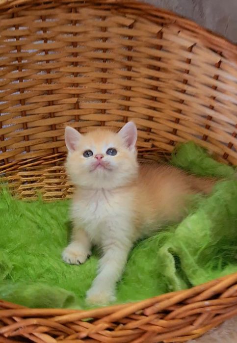 Яркая девочка шиншилла ny12