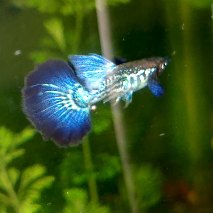 Gupiki Blu Dragon
