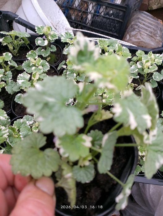 Діхондра, будра, ізолепіс, овсяніца та бухарник