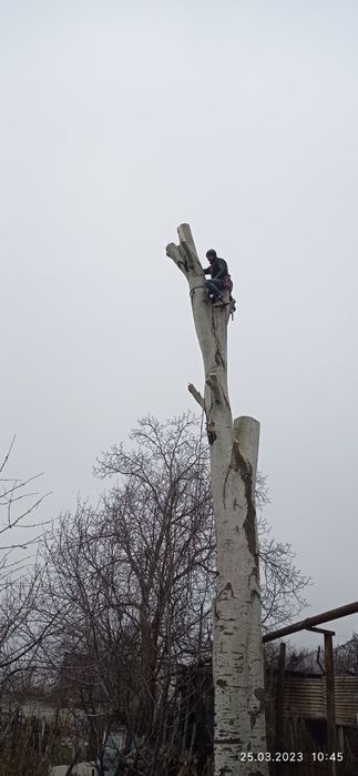 Валка та спил важких дерев.