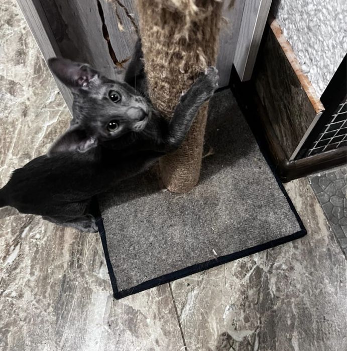 Кошенята орієнтальні