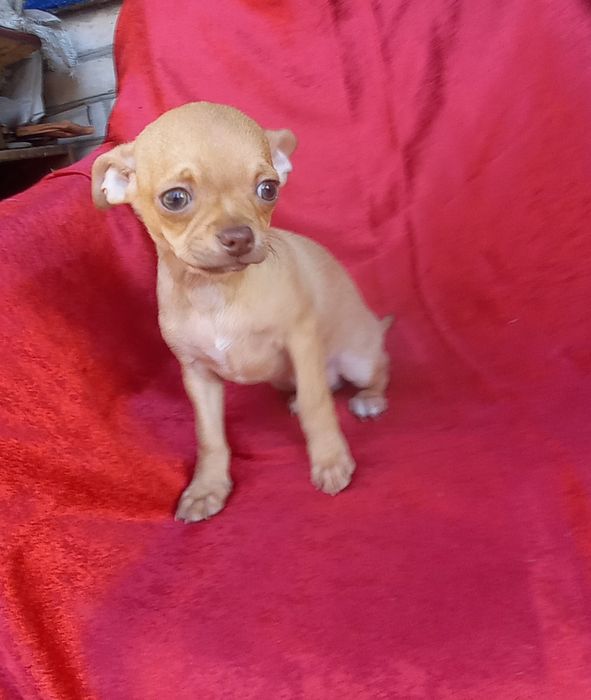 Мальчишечка чихуахуа для Вас