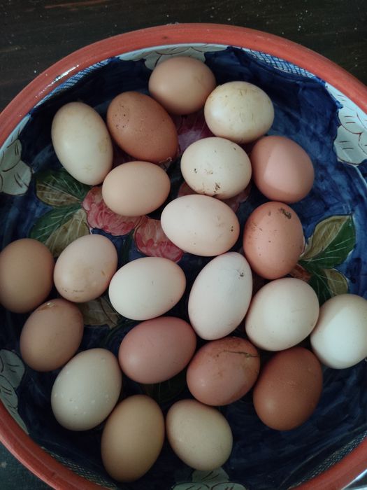 Ovos De Galinha Biológicos - Criadas Ao Ar Livre