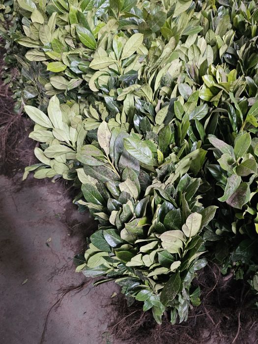 Laurowiśnia Novita goły korzeń