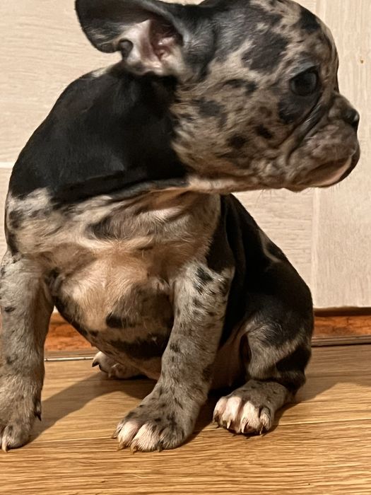 Французькі бульдоги