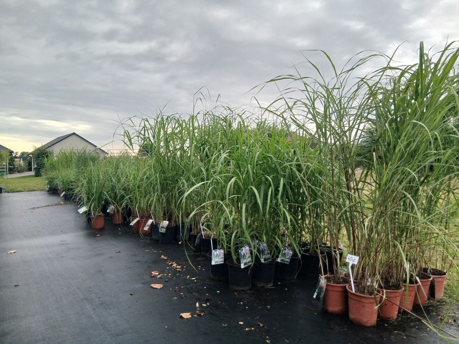 Trawy ozdobne donica 5L 20 odmian Łebno