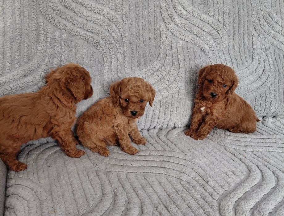 Słodki piesek Cavapoo