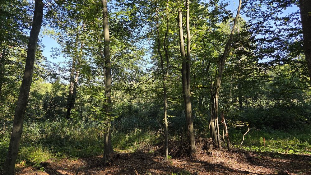 Działka leśna- las z łąka 1,256 ha