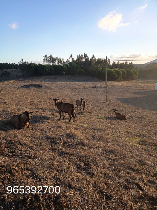 cabras alpinas pardas francesas puras