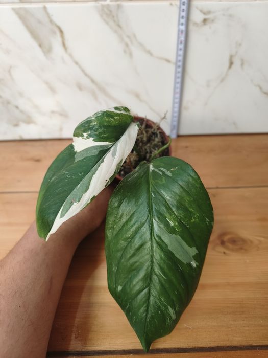 Lote de plantas monsteras variagatas