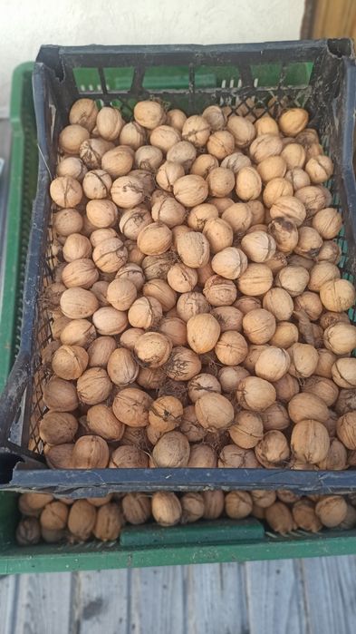Orzechy włoskie. Cena za 5  kg