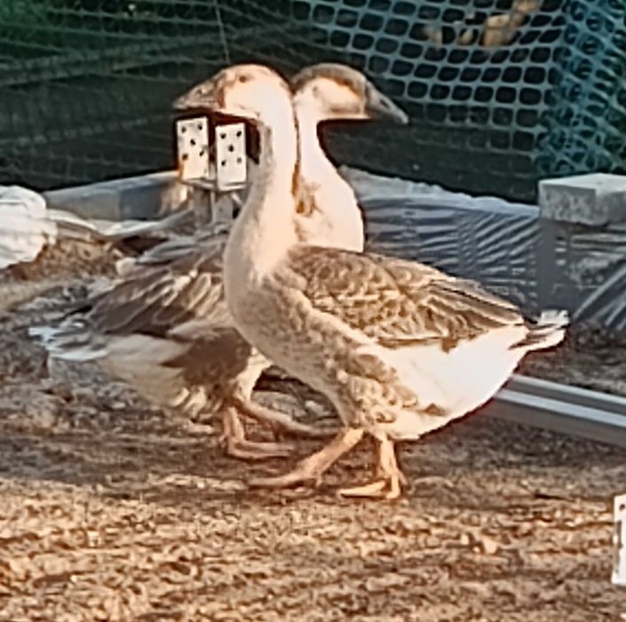 Młoda gęś z roku 2025