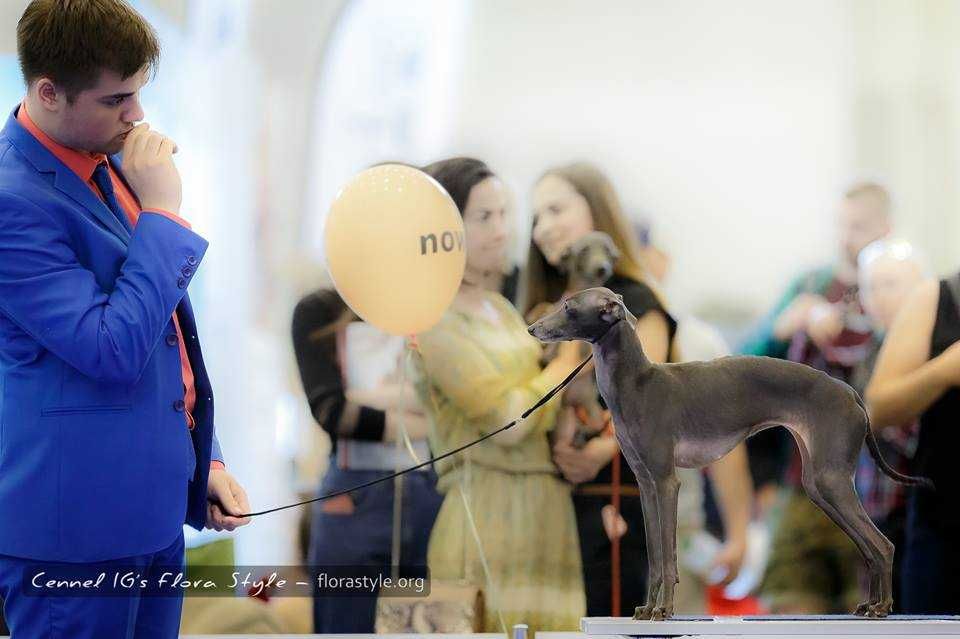Щенки левретки в питомнике Flora Style. Киев, Украина.