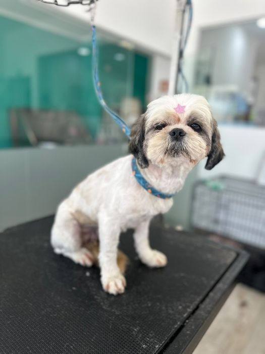 Shitzu com 7 anos para adopção
