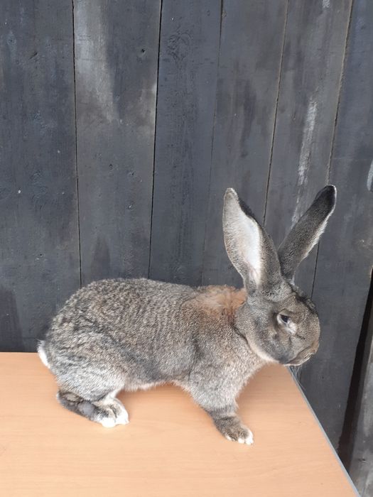 Piękne młode belgi.