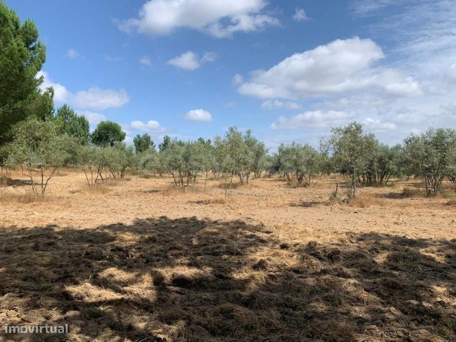 Olival situado na freguesia de Canha, concelho do Montijo — Pinhal Novo, Setúbal