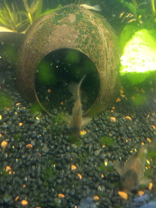 Kirysek Panda, stabilna linia