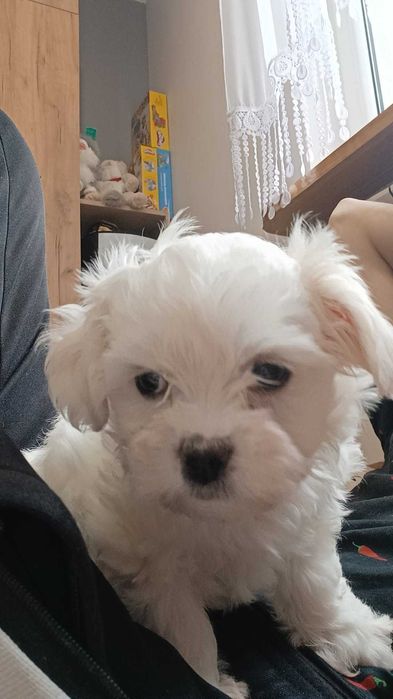 Piękna sunia maltańczyka