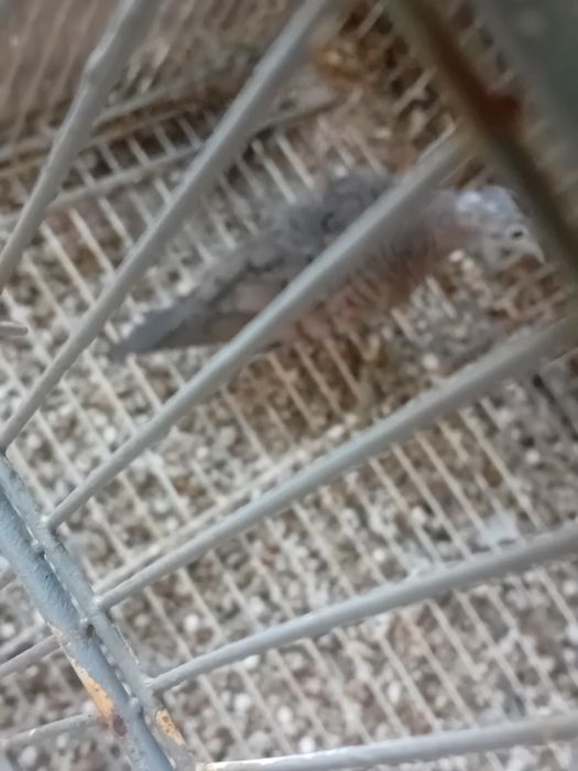 Casal reprodutor de rolas zebras.