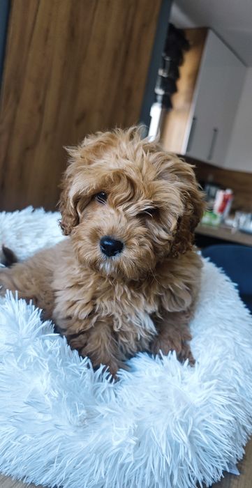 **Cavapoo** cudowny piesek!