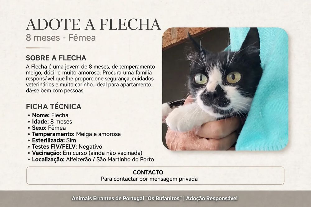 Gata para adoção