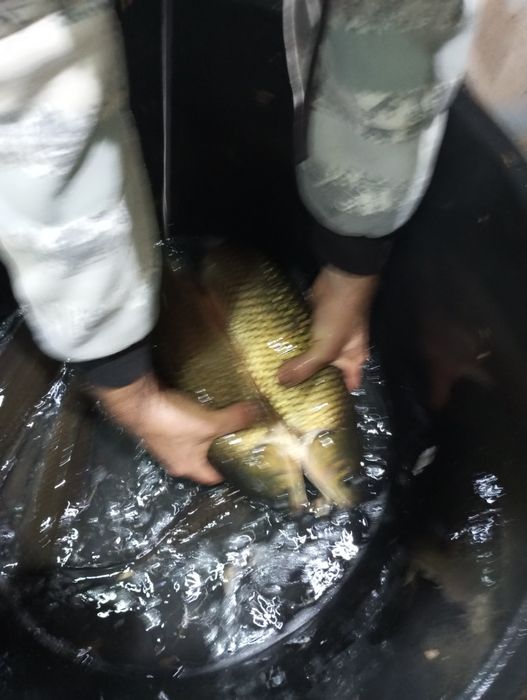 Amur większy dowóz