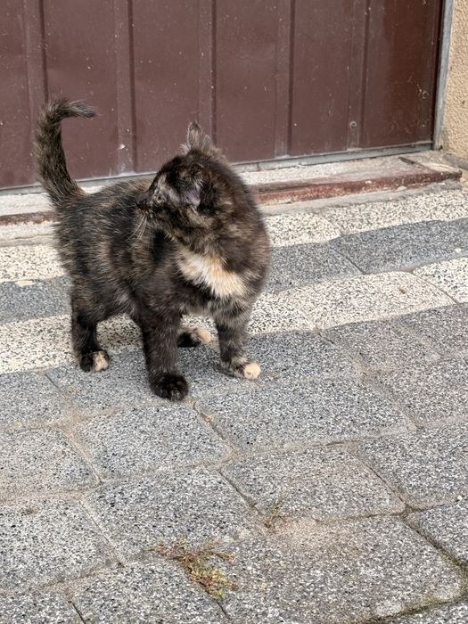 mały kotek i matka szukają kochającego domu.