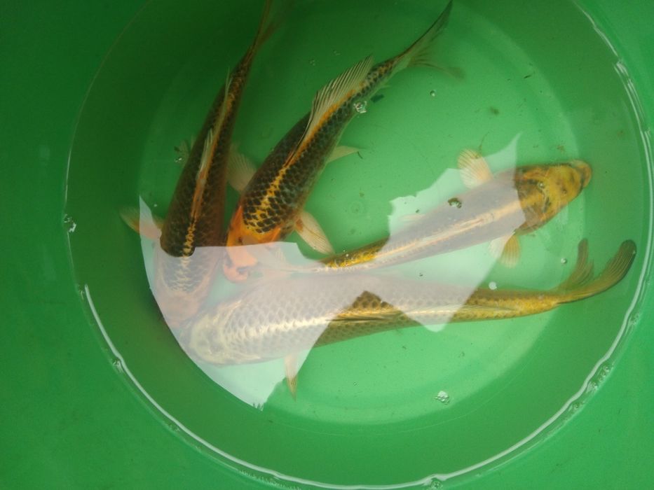 Amur jesiotr Węgorz karp koi karaś