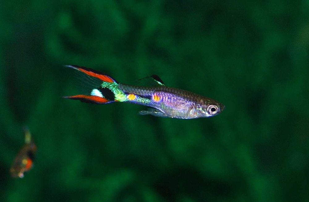 Poecilia Wingei Class N