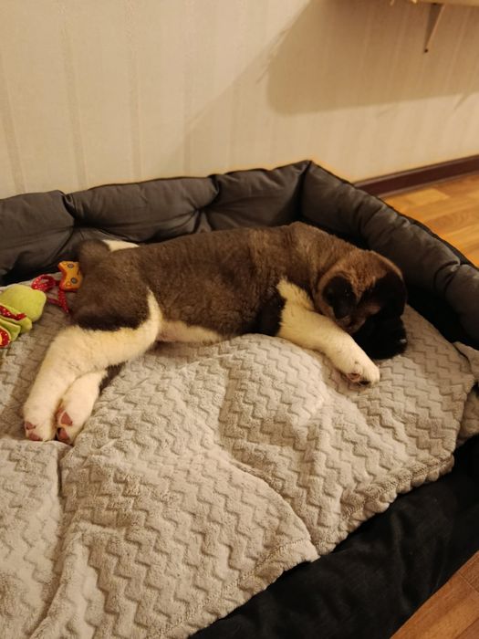 Акіти діти хлопчики і дівчатка