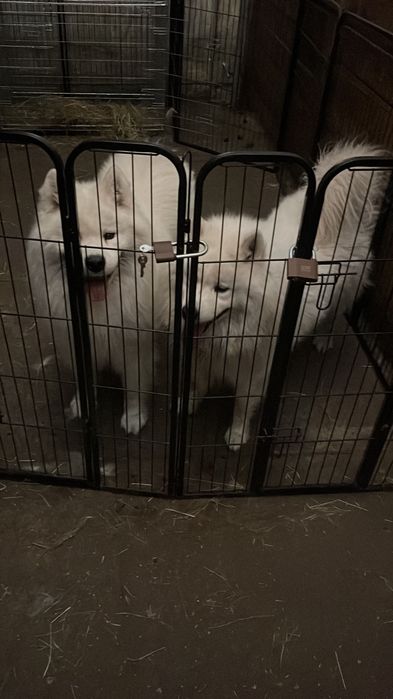 2 samoyedy do adopcji